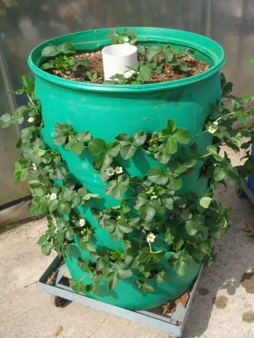 Small Cuts for Growing Mini Plants