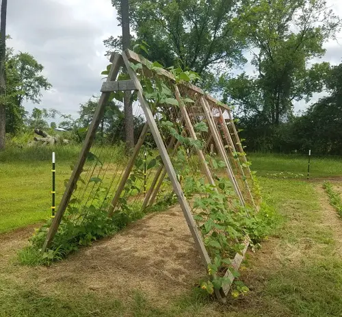A-Frame Bean Trellis