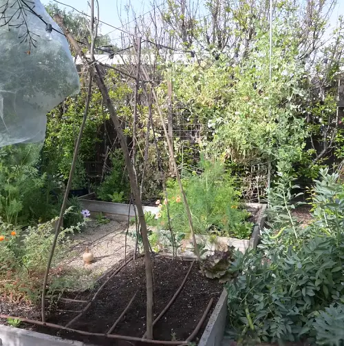 DIY Bean Pole Bean Trellis