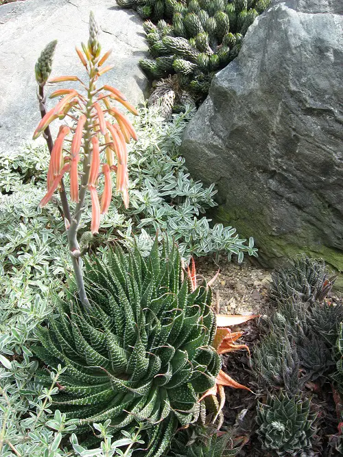 top best Spiky Plants To Spice Up Your Garden