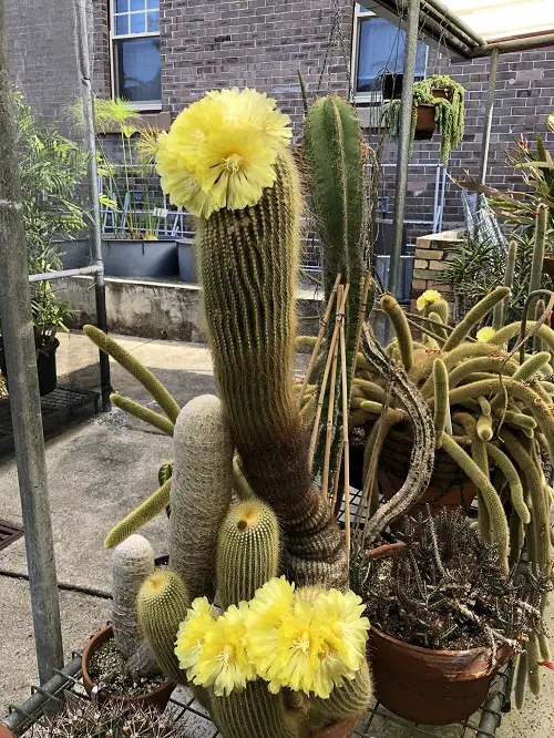 Spiky Plants To Spice Up Your yard