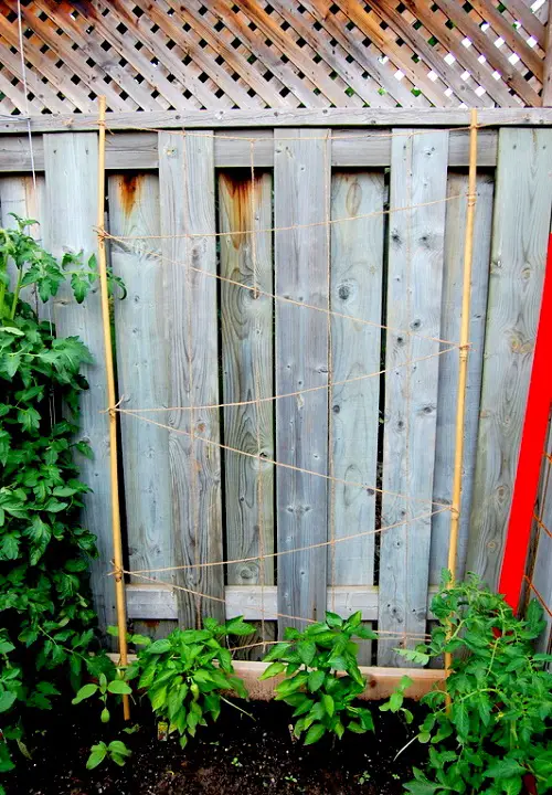 Bean Trellis for under $ 5