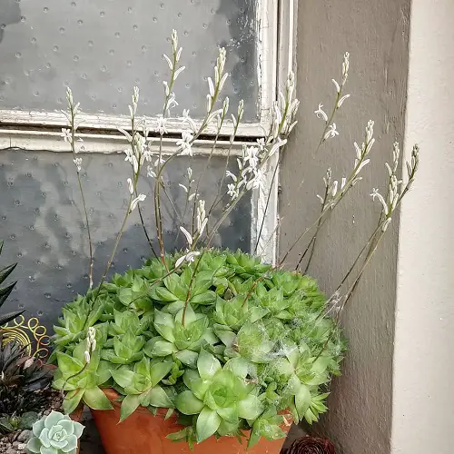 best Beautiful Succulents Featuring White Flowers