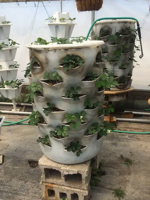 Ready Made Plastic Drum for Growing Plants