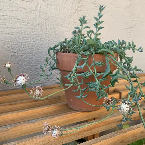 best Succulents Featuring White Flowers