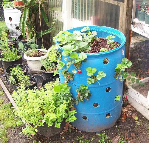 Stubby Plastic Drum Planter