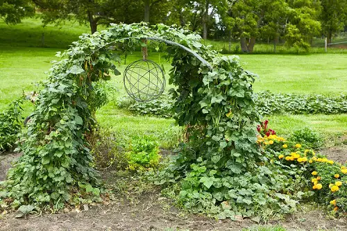 DIY Arbor Trellis for Beans