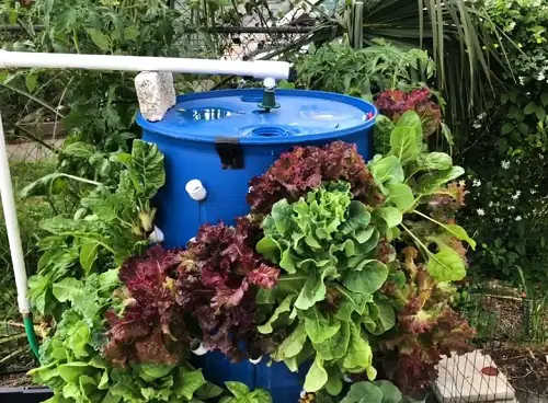 Plastic Drum for Salad Greens