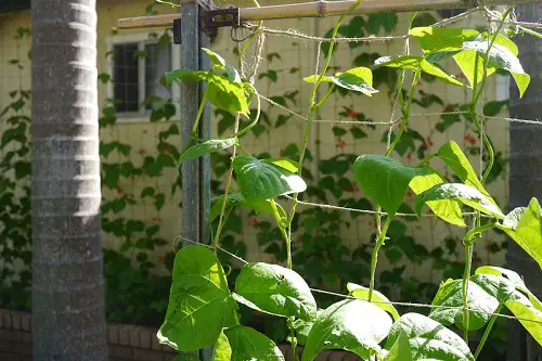 Chicken Wire and Pole Trellis