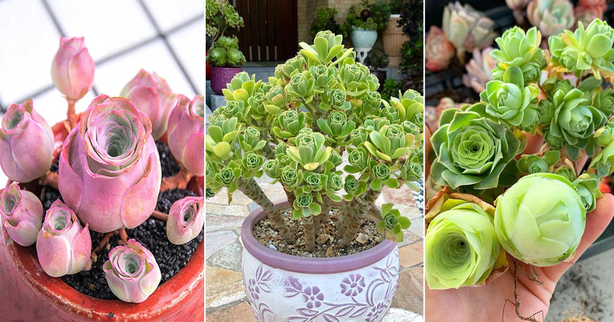 U Shape Roses 16 Beautiful Succulents that Look Like Roses | Rosette Shaped Succulents