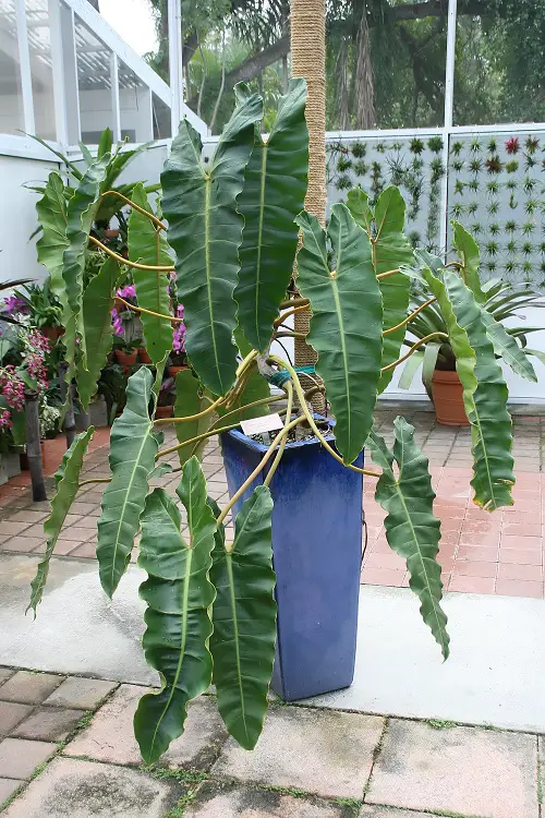 Philodendron Billietiae look like Monstera in blue pot