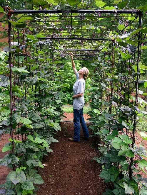 DIY Bean Trellis Pathway