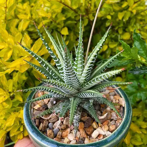 Spiky Plants To Spice Up Your Garden