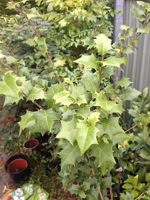 best Spiky Plants To Spice Up Your Garden