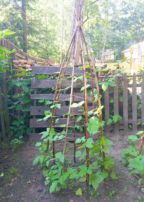 Green Bean Teepee Trellis