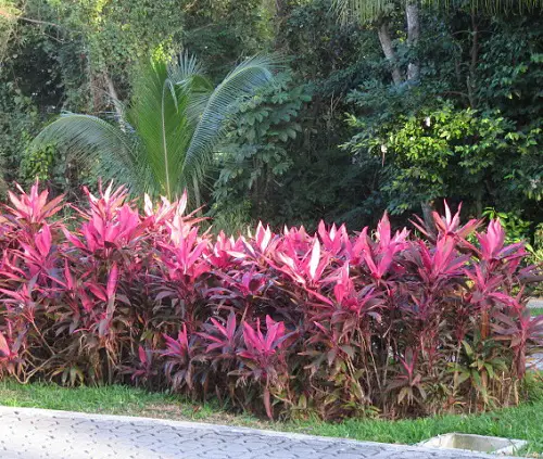 Driveway with Cordylines beautiful pathway