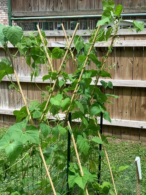 Bamboo Trellis for Bean