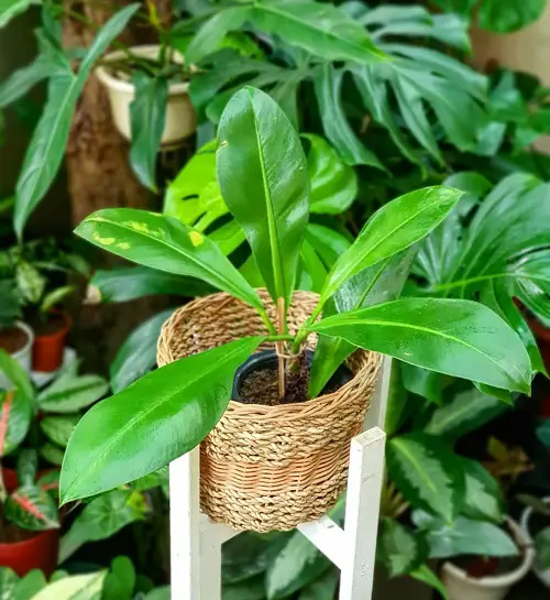 Philodendron Linnaei 2