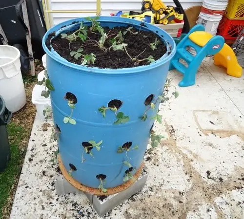 mini Drum Planter