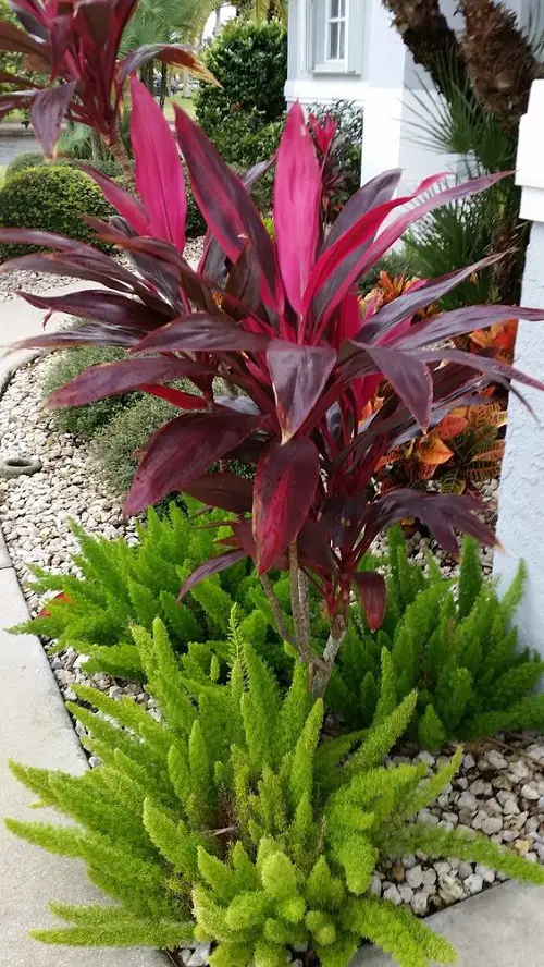 Cordyline Hot Pepper Plant