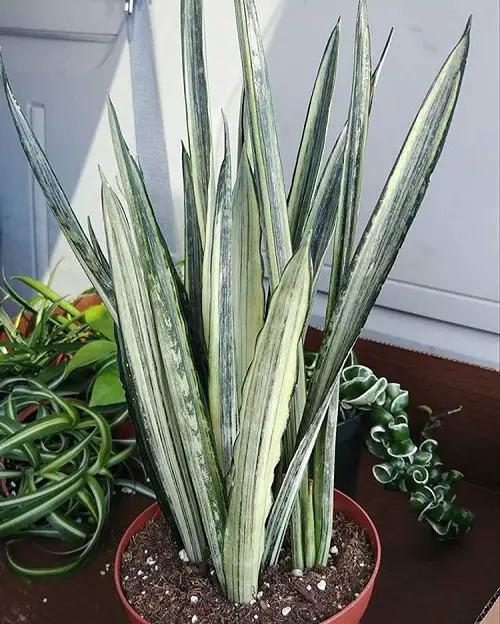 Beautiful White Snake Plant Types