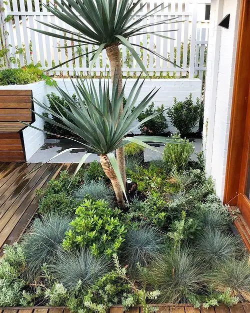 best Spiky Plants To Spice Up Your Garden