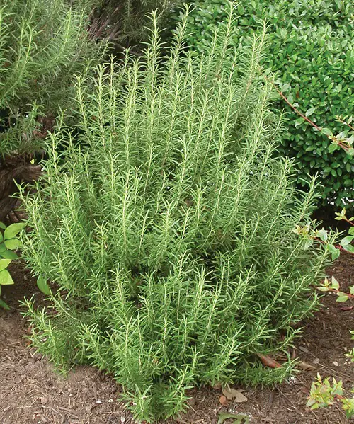 Best Low Maintenance Evergreen Shrubs