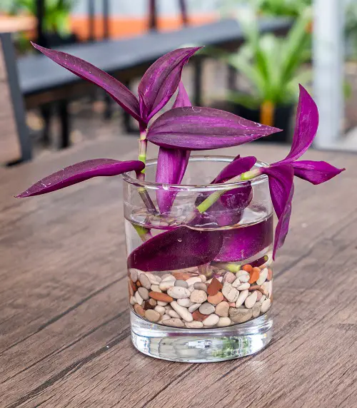 Purple Plants You Can Grow in Water 2