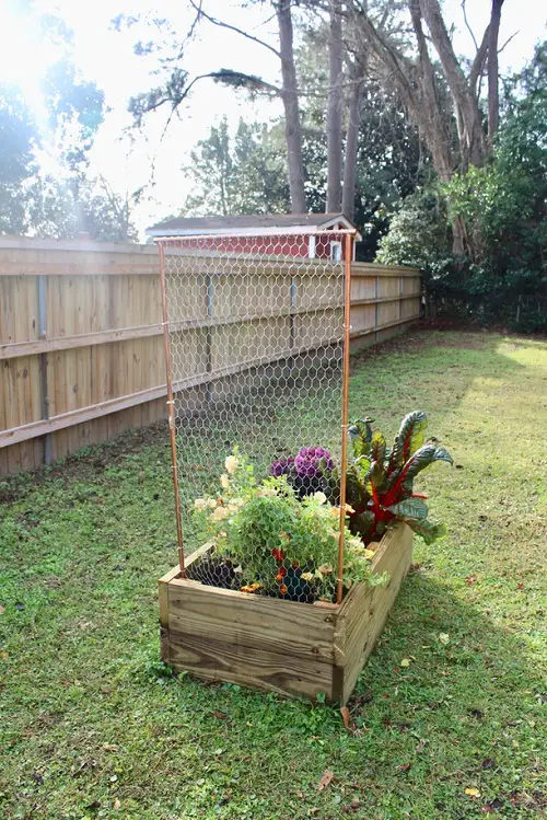 Chicken Wire Trellis
