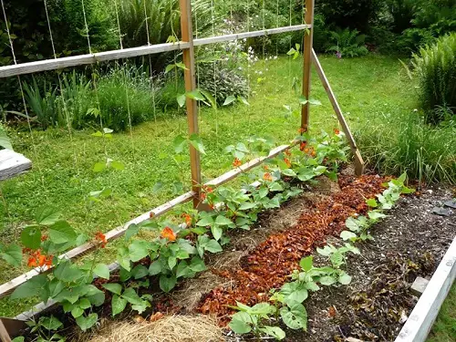 Bamboo Trellis for Bean