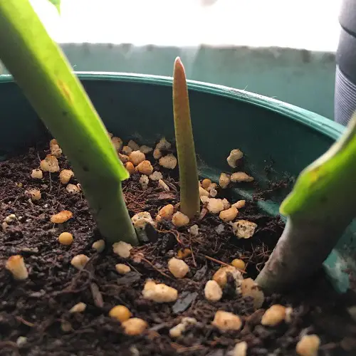 Philodendron Linnaei Propagation and Care Tips