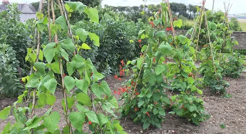 DIY Pole Bean Trellis Towers