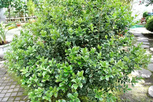 Evergreen Shrubs with Minimal Upkeep
