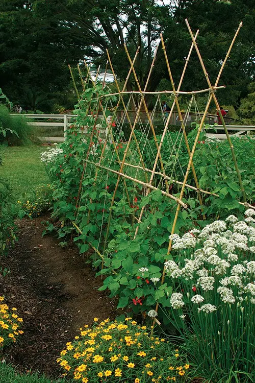 String and Bamboo Trellis