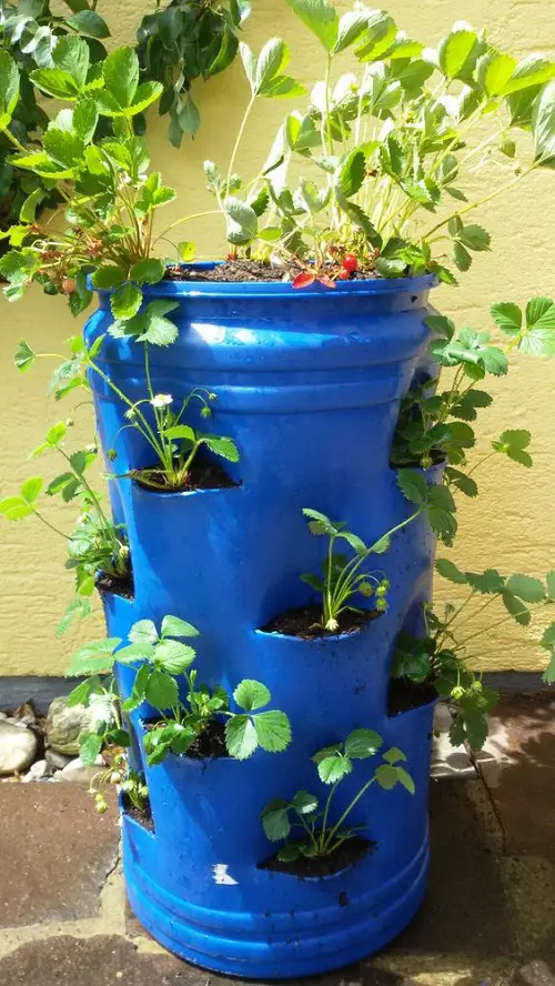 drum Berry Planter