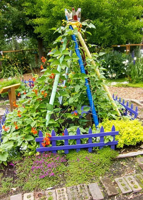 DIY Tent-Style Bean Trellis