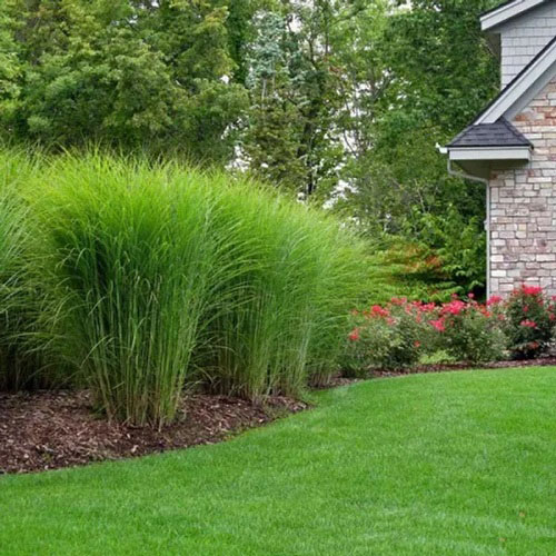 Green Maiden Grass on the Garden Border