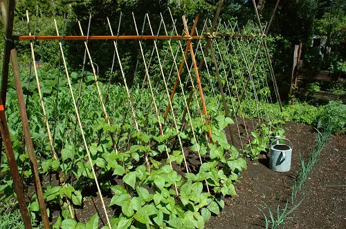 Bean Climber Trellis