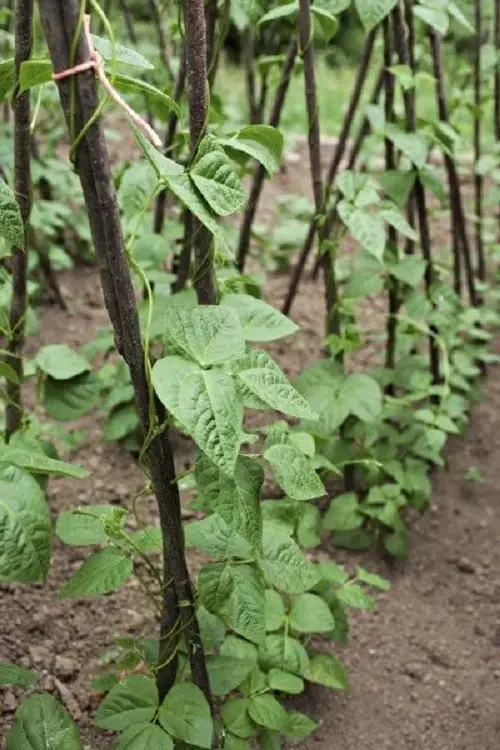 DIY Pole Bean Supports