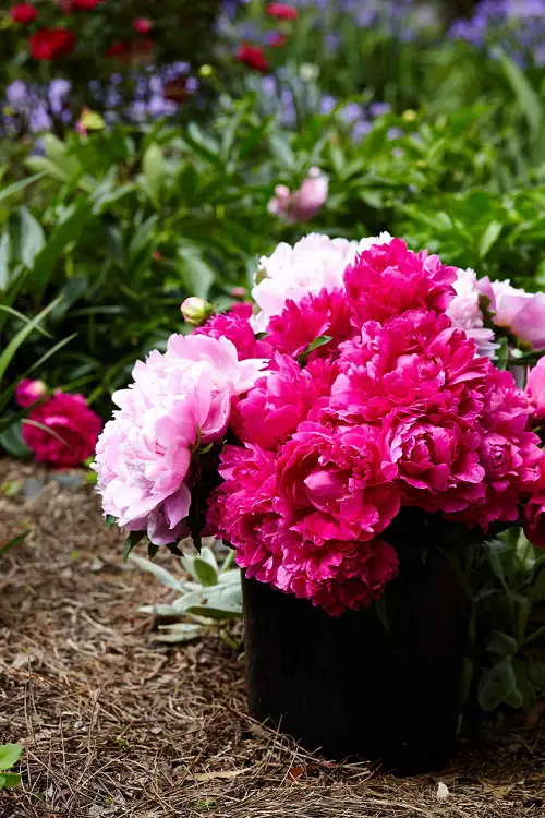 Google lists the world's most popular flowers.
