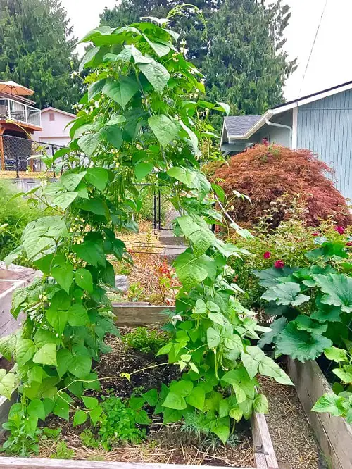 DIY Bean Trellis Affordable Bean Trellis