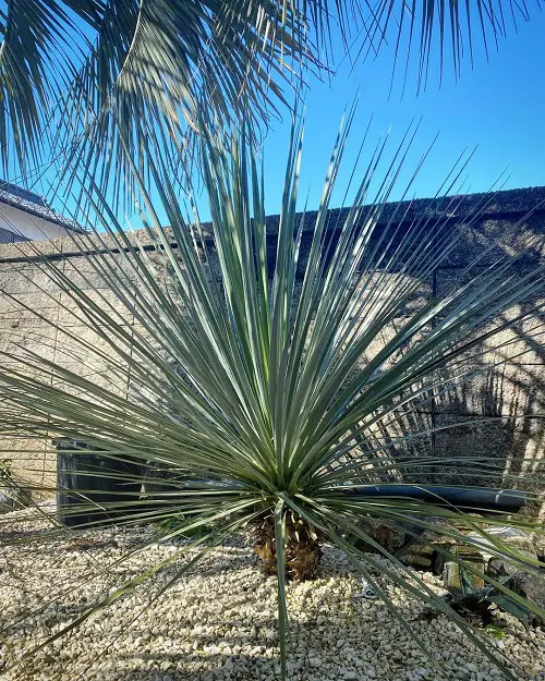 beautiful Spiky Plants To Spice Up Your Garden