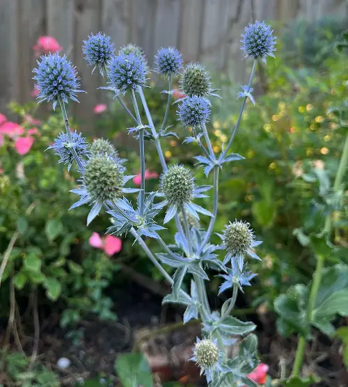 top Spiky Plants To Spice Up Your Garden