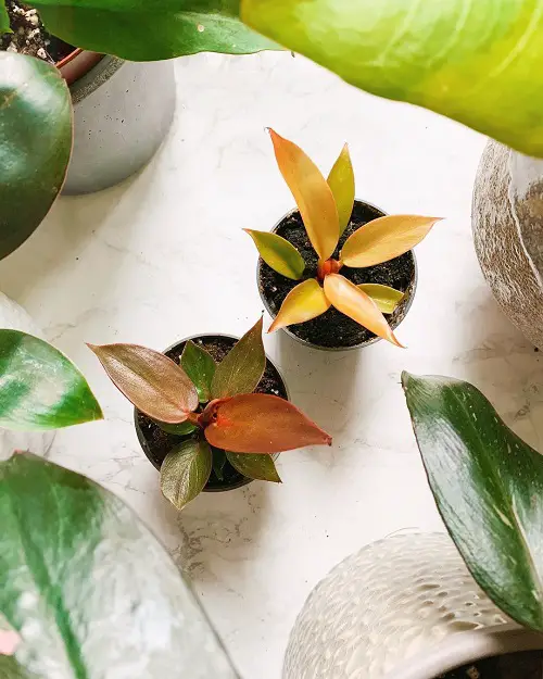 Similarities Between Philodendron Red Sun and Philodendron Prince of Orange