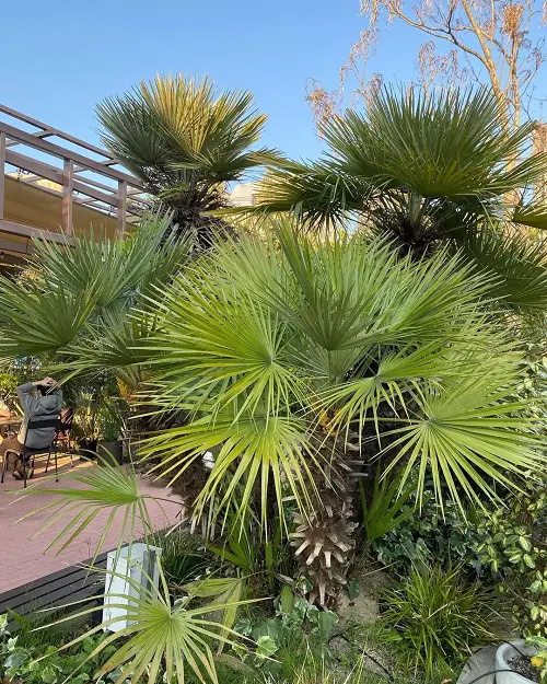 Spiky Plants in garden