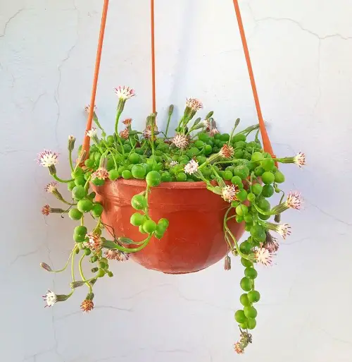 Succulent With White Flowers 17