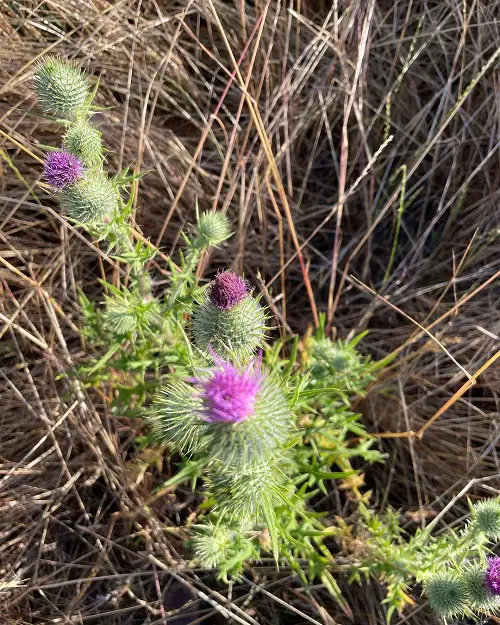 Spiky Plants