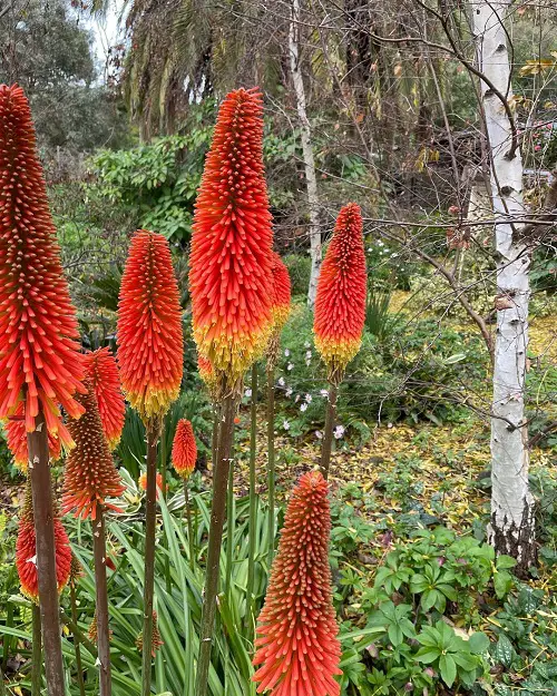 best Perennial Flowers with Spring and Autumn Blooms