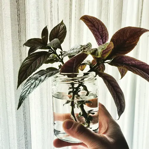 Purple Plants You Can Grow in Water 14