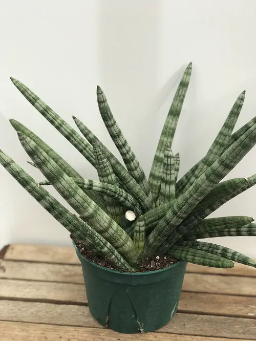 Gorgeous Varieties of White Snake Plants